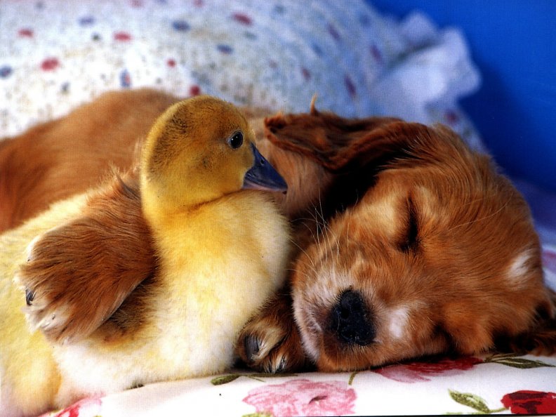 duck_chick_and_pup.jpg