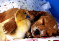 duck chick and pup