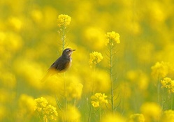 Bird in yellow flowers