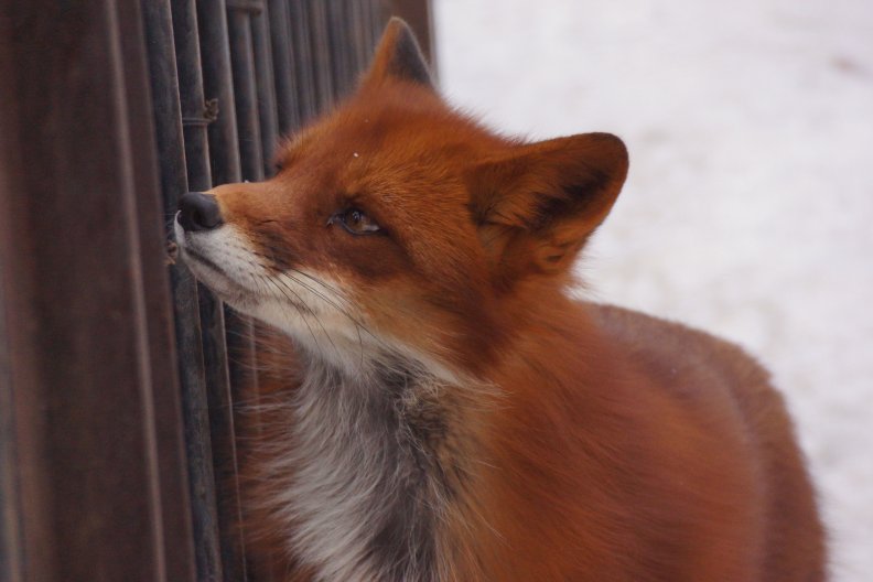the_fox.jpg