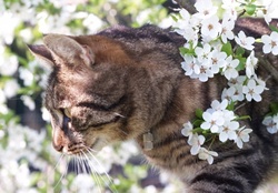 kitty in a spring blossoms