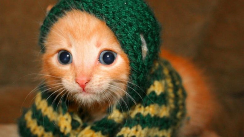 cute_kitten.jpg