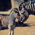 Zebra Mom and her newborn baby