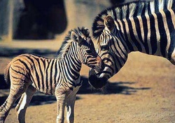 Zebra Mom and her newborn baby