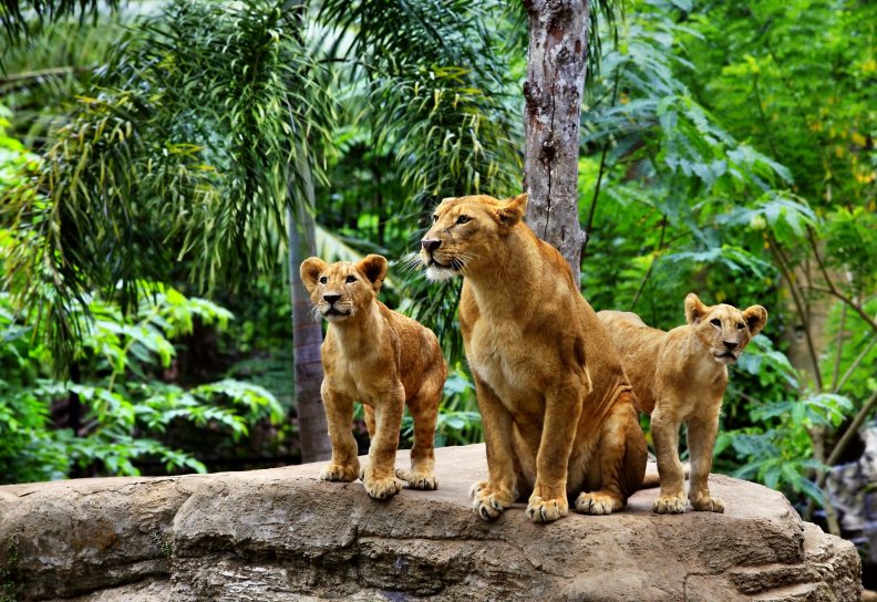 The lion family