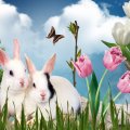 Spring bunnies