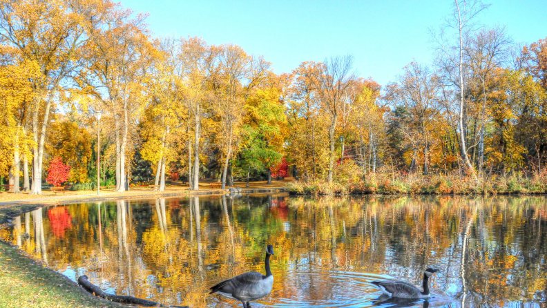 geese_on_a_beautiful_pond_in_autumn.jpg