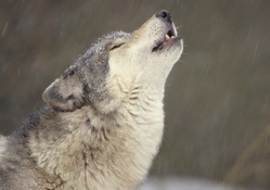 TIMBER WOLF