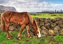 horse grazing on easter island hdr