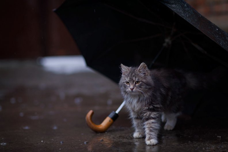 Rain cat