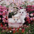 kittens in a basket