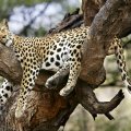 Lazy Leopard!