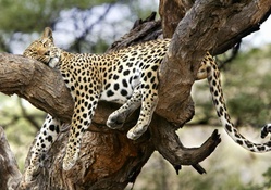Lazy Leopard!