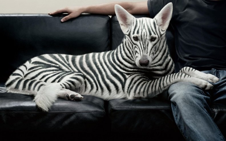 zebra_striped_dog.jpg