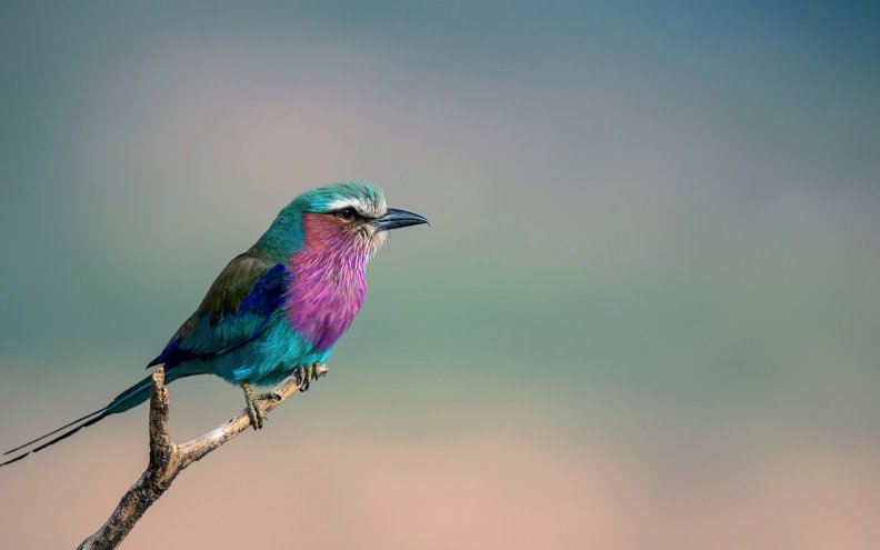 lilac_breasted_roller.jpg