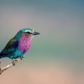 Lilac_breasted Roller