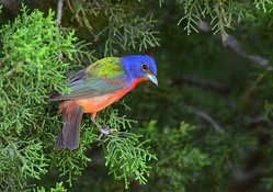Painted Bunting in Spring