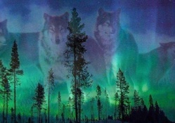 Aurora Borealis Wolves