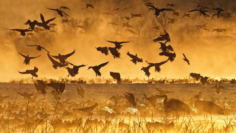 ducks and cranes on a lake at a golden sunrise
