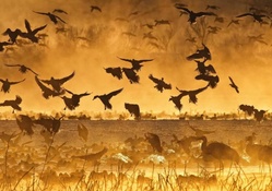 ducks and cranes on a lake at a golden sunrise