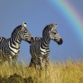 Zebras and rainbow