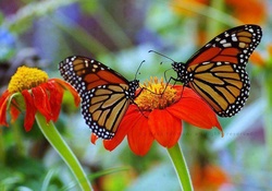Butterflies on Asters