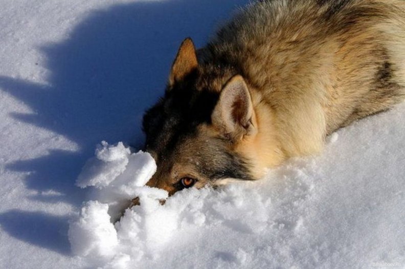 wolf_in_the_snow.jpg