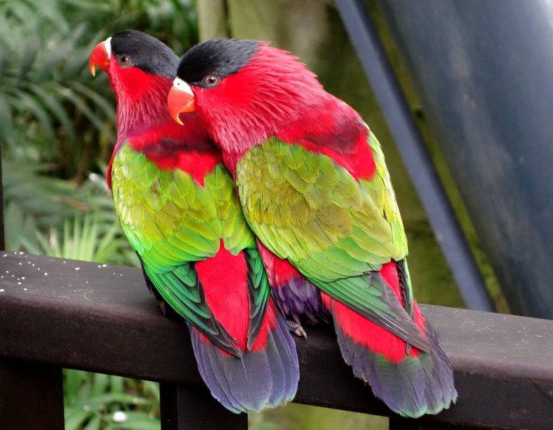 A wonderful pair of parrots