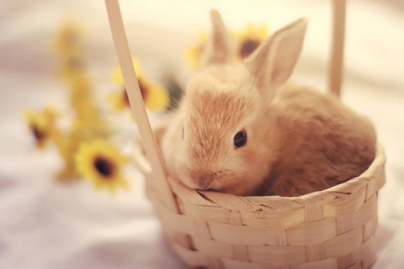 cute_rabbit.jpg