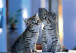 Adorable kittens