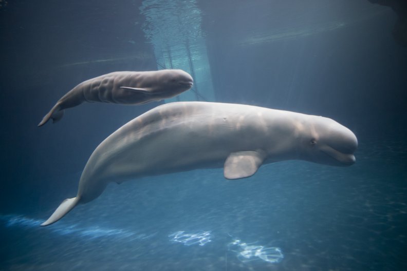 Beluga whales