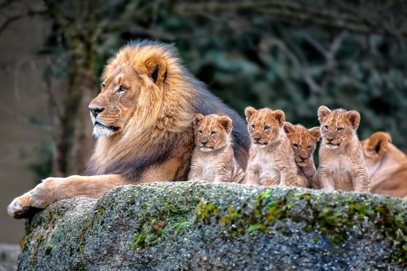 family_lion.jpg