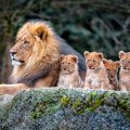 Family  Lion