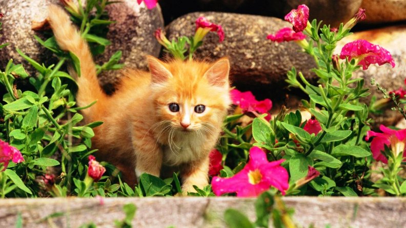ginger_kitten_in_flowers.jpg