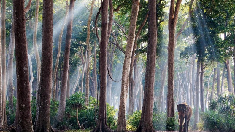 asian elephant in a magical forest
