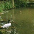 Black_Necked Swan near lake.