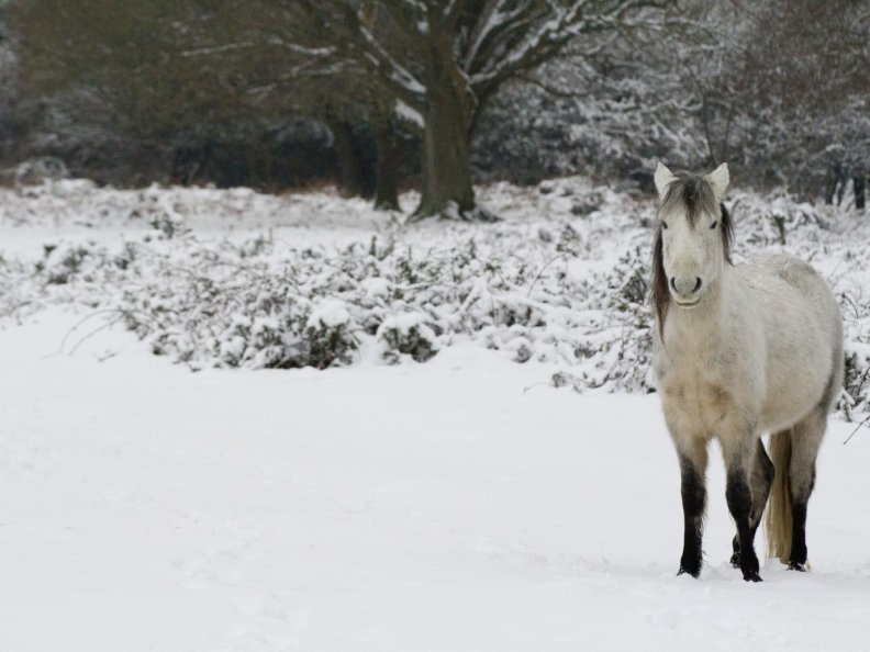 horse_in_snow.jpg
