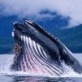 magnificent blue whale