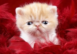 Precious Cute Kitty