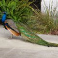 Handsome Peacock 1