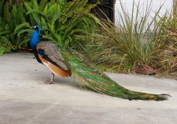 Handsome Peacock 1