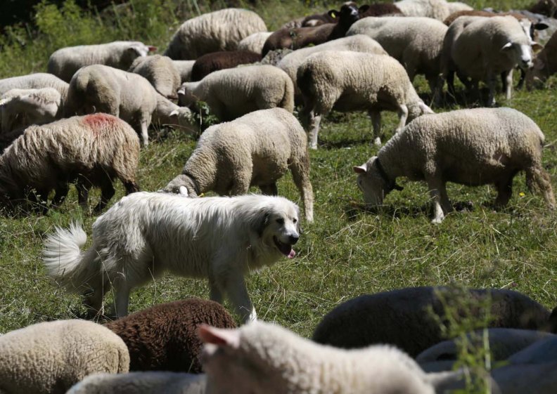 among sheep