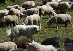 among sheep