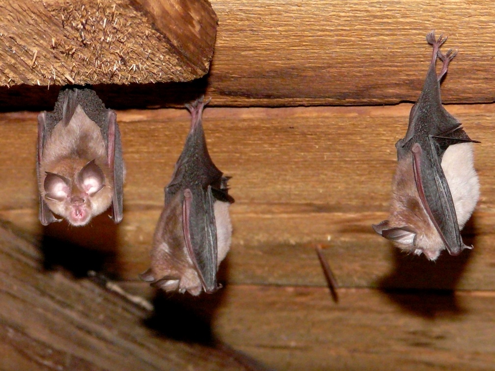   bats