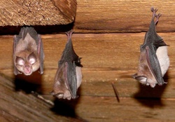   bats