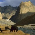 yaks by a tibetan river