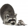Raccoon with young