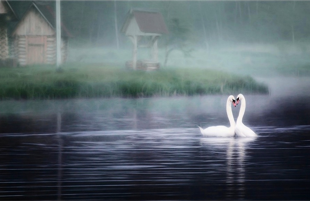 Swan love in the foggy morning