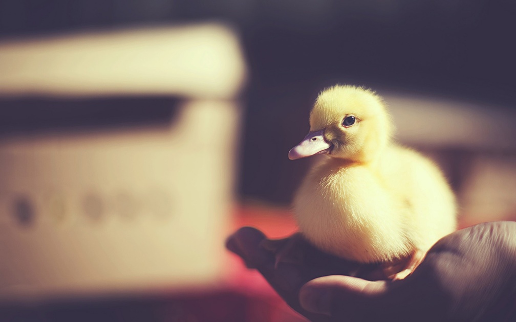 Sweet Duckling