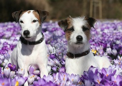 Spring dogs